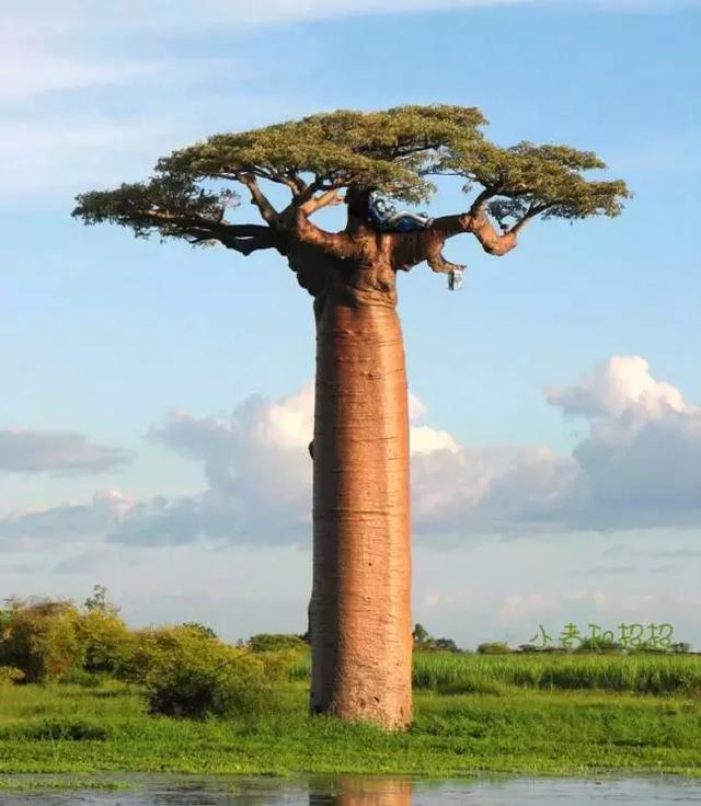 世界上最珍贵的五棵树,其中一棵超5千年,一颗在中国!
