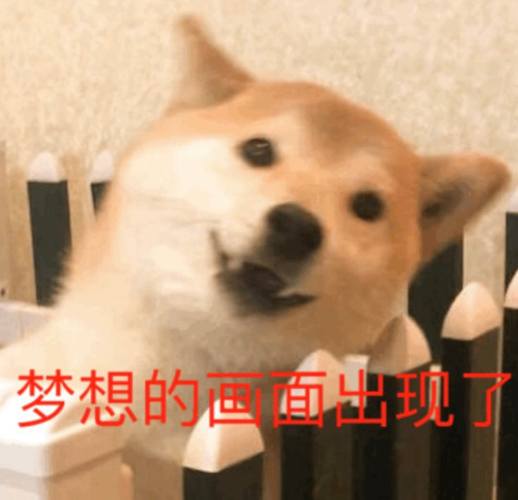 柴犬表情包合集:嘿嘿,梦想的画面出现了!