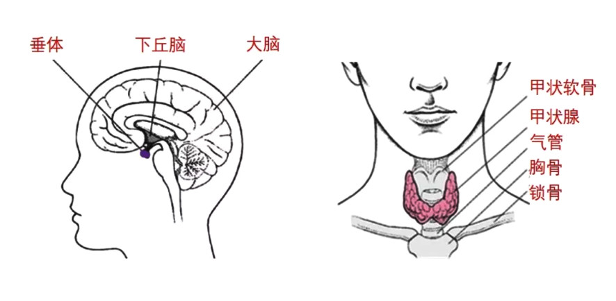 垂体腺位于丘脑下方,形状宛如花生米大小,是人体最重要的内分泌腺体.