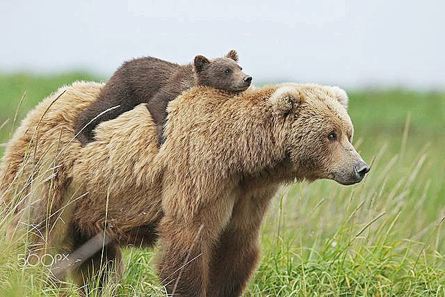 俄罗斯人如此喜欢养熊,为何没听说被熊咬死?答