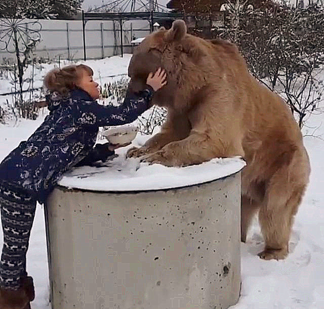 俄罗斯人如此喜欢养熊,为何没听说被熊咬死?答