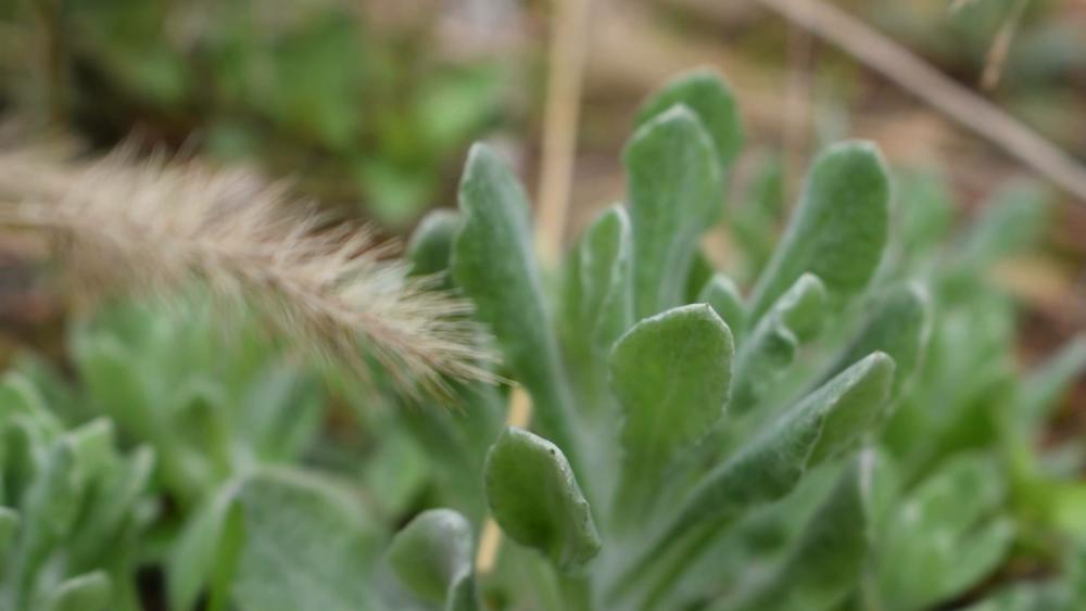 水牛花图片 腾讯网