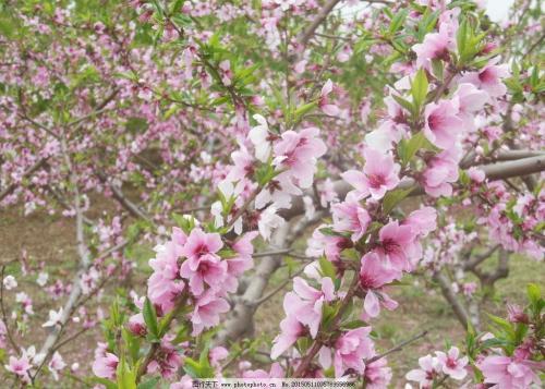 杏树花开满树坐果率却很低,可能是被花骗了,因为开的是"谎花"