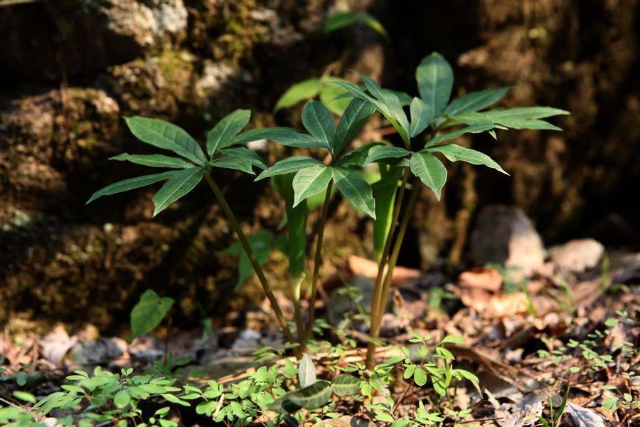 人称“七叶莲”，蛇见到就怕，当今价值珍贵，若在竹林见到请珍惜