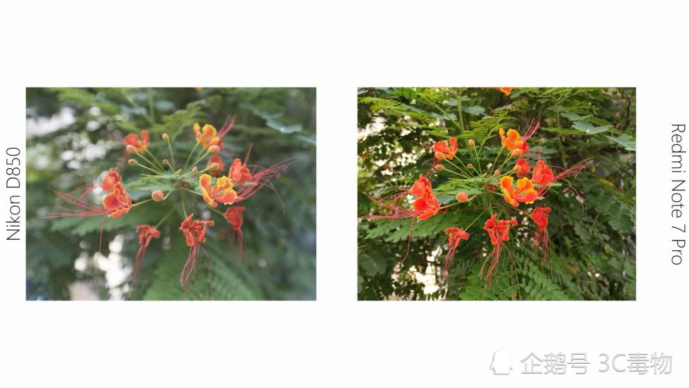 红米Note7和尼康D850拍照对比:价格差2万4性