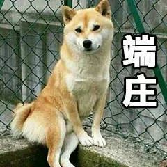 柴犬表情包:大家听我说,你们都是狗!