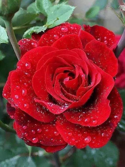 最美的滴水玫瑰,送给最美的你,祝你三八妇女节快乐!