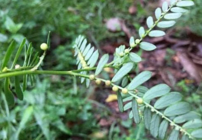 学名"夜合草,俗称阴阳草,见了要好好保护