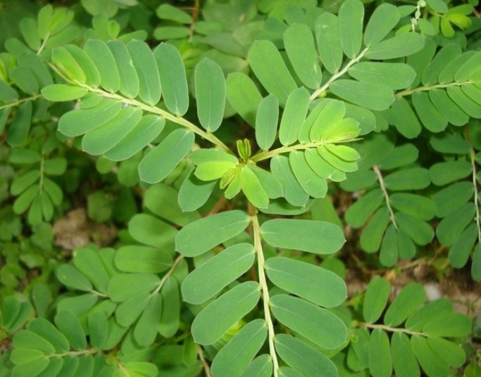 学名"夜合草",俗称阴阳草,见了要好好保护