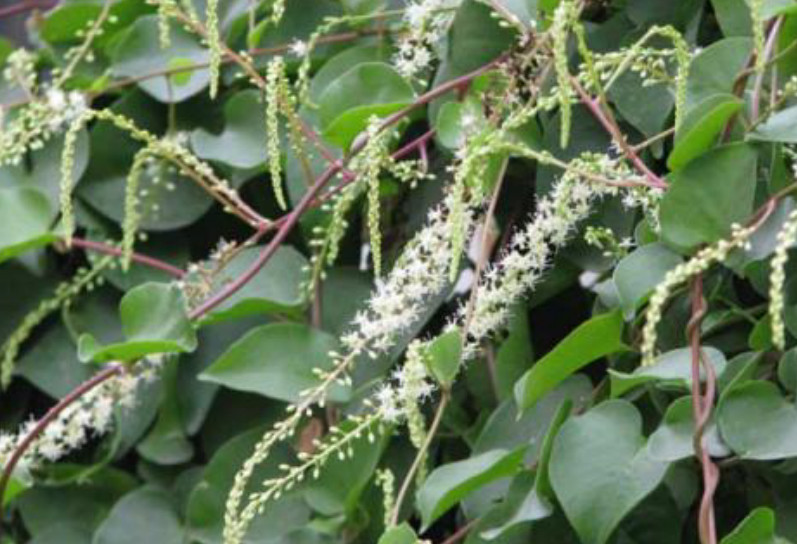 开花极美的藤三七是民间人常用的草药,