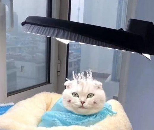 让男友代养猫咪,他竟帮猫咪做锡纸烫,喵:我是这条街最靓的仔