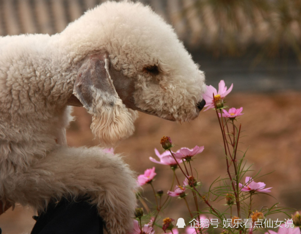 导读:绵羊不愿意剪毛逃亡6年,再见到认不出,你是真皮啊 羊给人的感觉