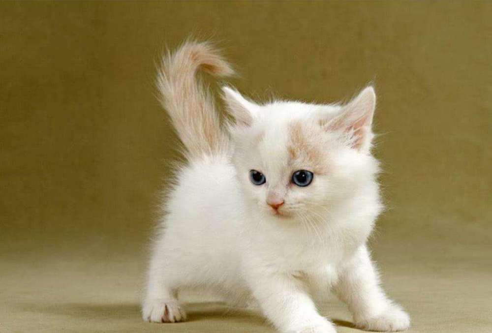 最适合人们养的猫 是雄猫还是雌猫 看点快报