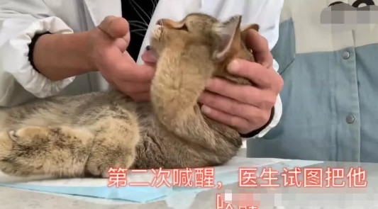 猫咪做绝育被麻醉后苏醒的全过程,醒后捂脸想哭,网友:太萌了吧