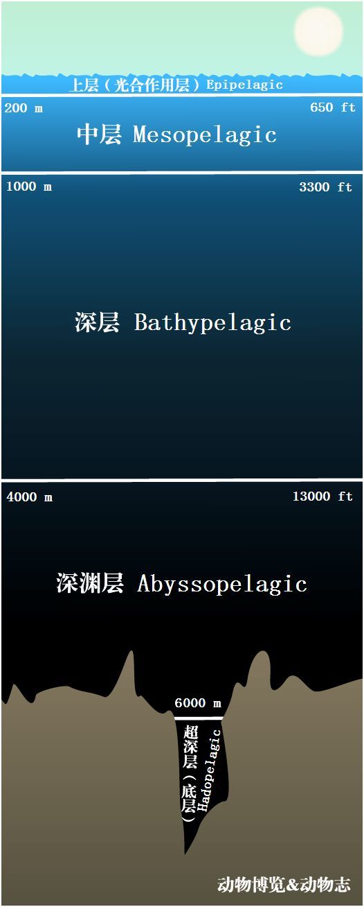 看看海洋各水层都有哪些动物,海底一万米只有些小鱼小虾