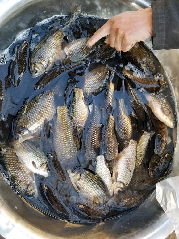 一条鲫鱼30,这是野生的吗?街头有人卖鲫鱼,一斤多一条