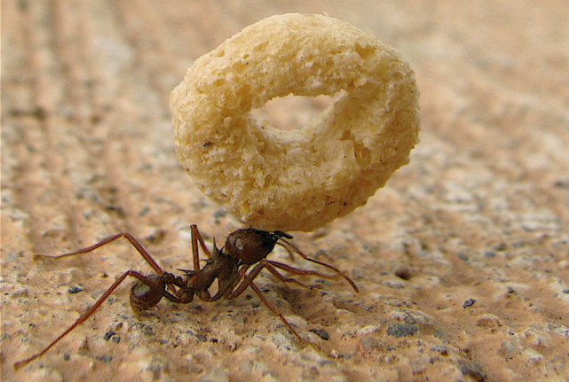 假如蚂蚁放大一万倍会怎么样?比人类还强吗?