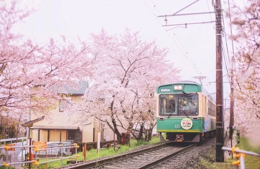 又到樱花季,2019最不能错过的日本樱花观看