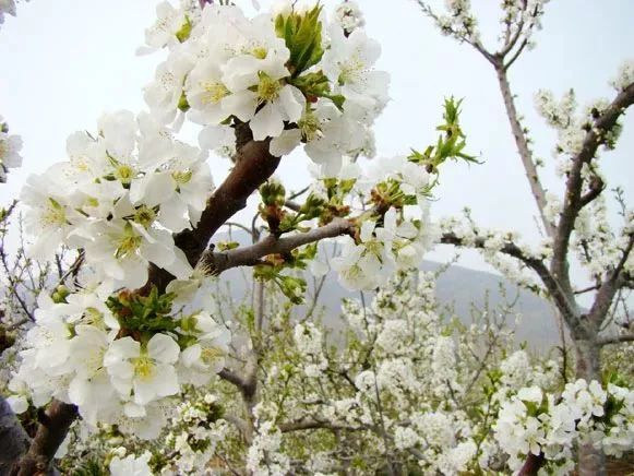 顺义春季赏花日历,请收藏