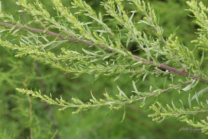 来源药材基源:为菊科植物牛尾蒿和无毛牛尾蒿的全草.