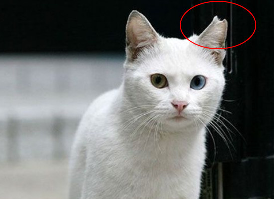 猫咪耳朵"缺一角"的秘密,下次见到这样了流浪猫,可要注意了!