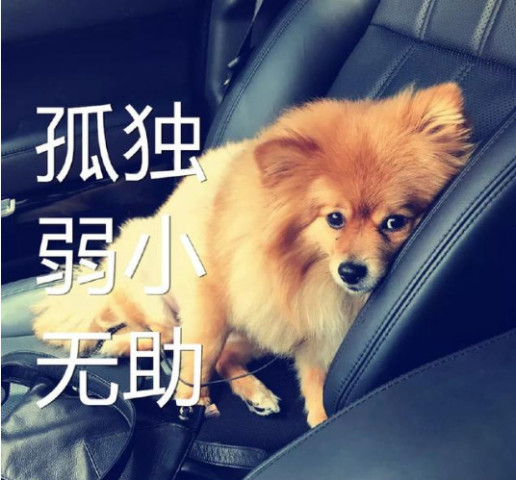 爆笑狗狗表情包:哥,赏口饭吃!