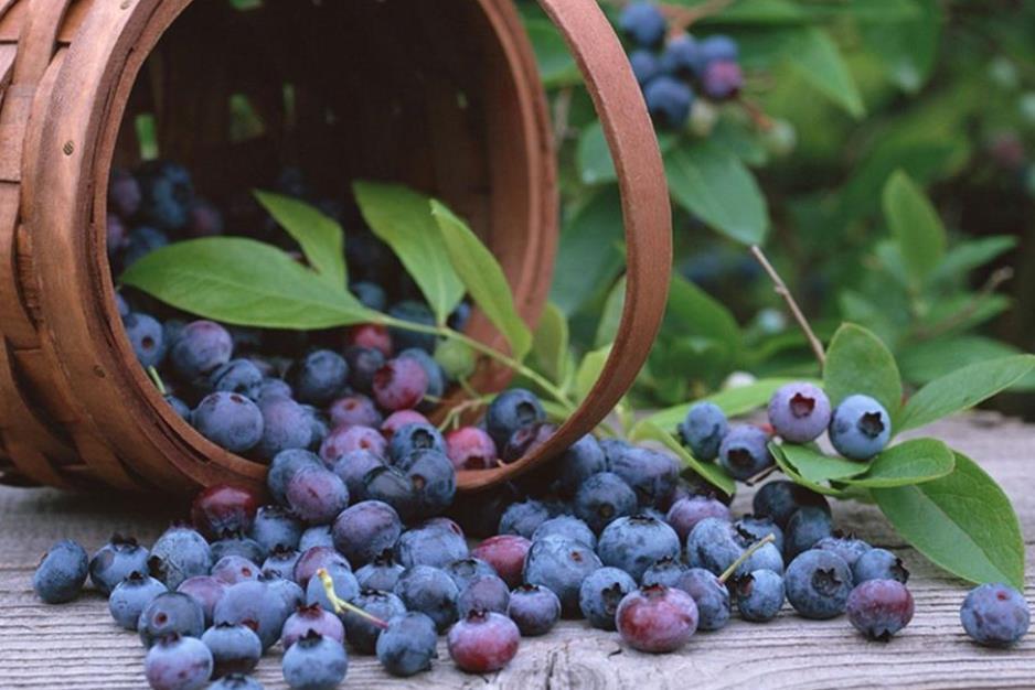 农村这种野果,被称为野生蓝莓,很多人不知它的功效,你