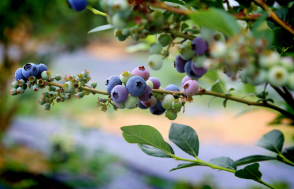 农村这种野果,被称为野生蓝莓,很多人不知它的功效,你
