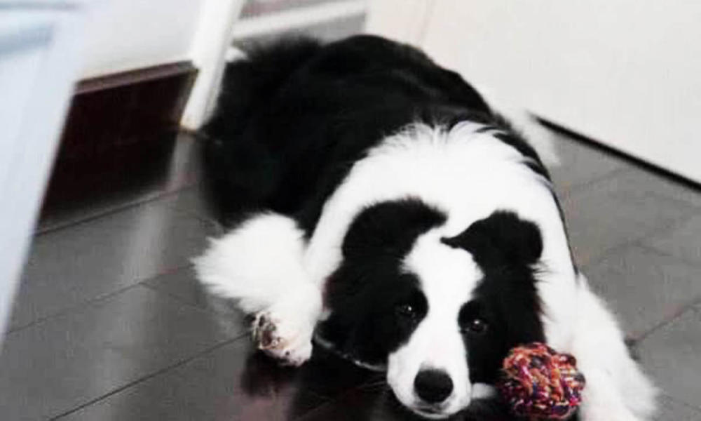 不管主人如何打骂,狗都不会反抗?有3个原因,最