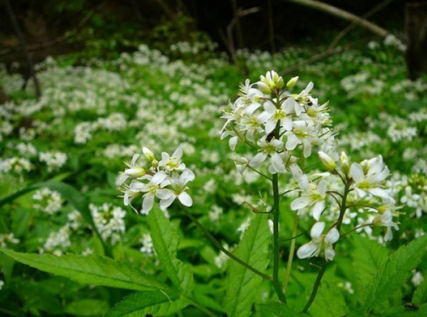 荒野维生食物之野菜系列——白花碎米荠