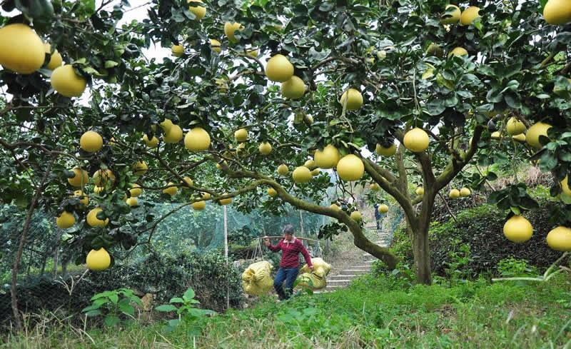 想要种好柚子树,春季的管理很重要,果农们需要特别留意