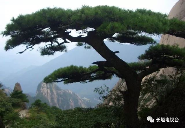 【赏析】青松风格