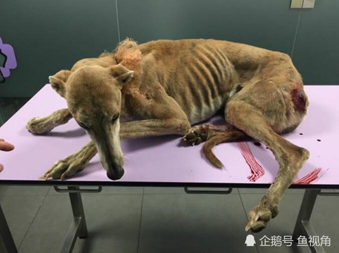 兔死狗烹!西班牙5万猎犬"用完就丢,丢井里,绑铁轨等死