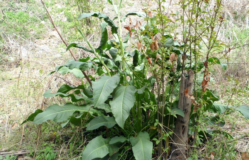 农村一草叫"野菠菜",农民当杂草除掉,但根含"黄金"