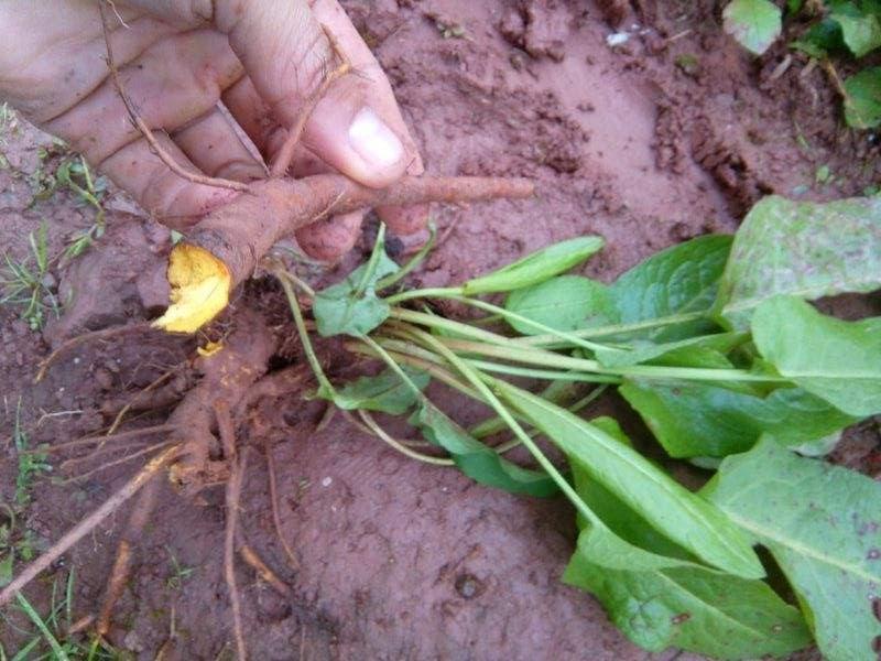 农村一草叫"野菠菜",农民当杂草除掉,但根含"黄金"