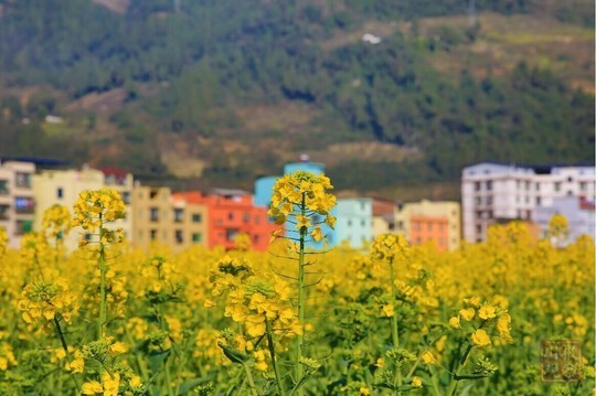 3月,古蔺双沙油菜花盛开.李骁摄