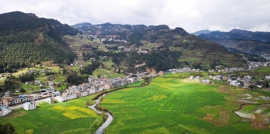 万人打卡!2019古蔺双沙菜花节开幕啦