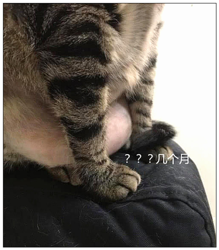 猫咪肚子逐渐变大,主人以为是怀孕了,带去医院后直接