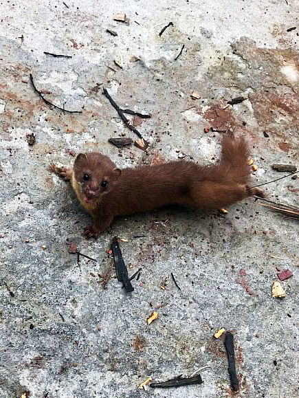 咬死鸭子、偷鱼吃,水库现吸血兽,村民设陷阱