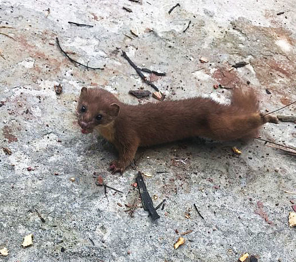 咬死鸭子、偷鱼吃,水库现吸血兽,村民设陷阱