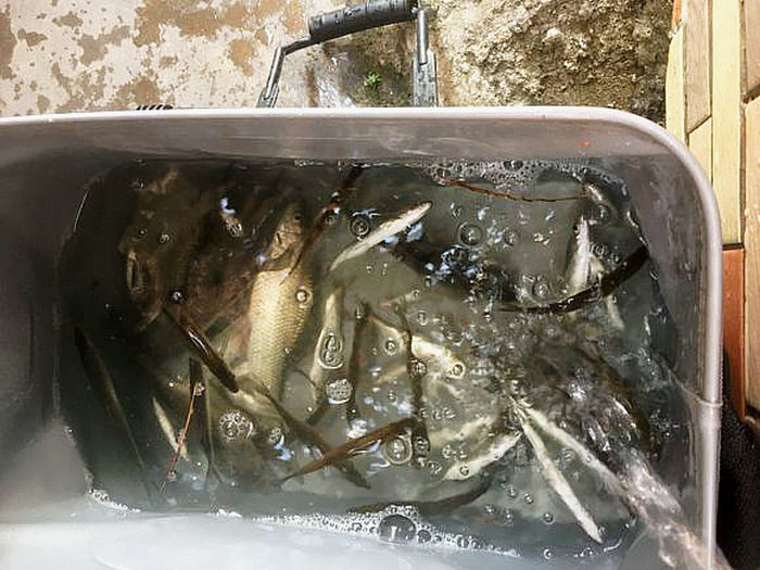 咬死鸭子、偷鱼吃,水库现吸血兽,村民设陷阱