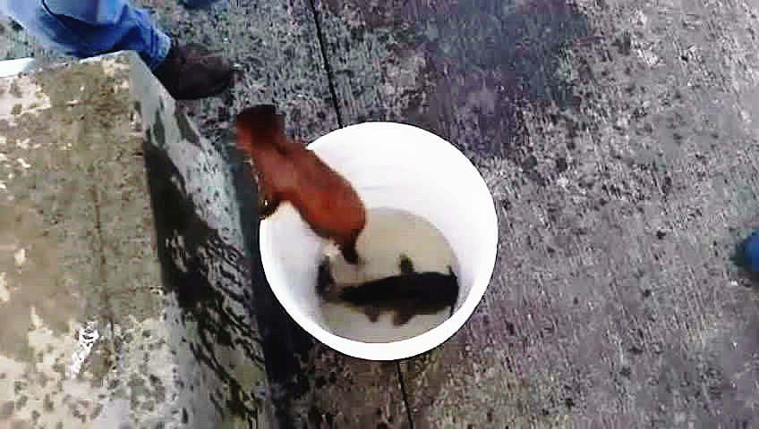 咬死鸭子、偷鱼吃,水库现吸血兽,村民设陷阱