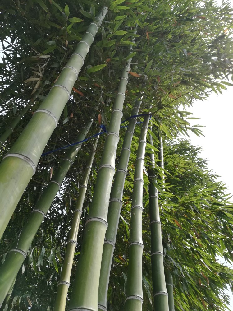 在洛阳郊区终于见到胳膊一样粗的竹子啦!