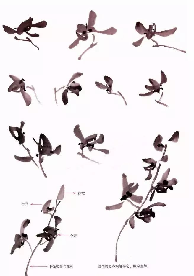 兰花花头的画法示范 画兰花选用淡墨笔尖略蘸浓墨,用点厾笔法五笔点
