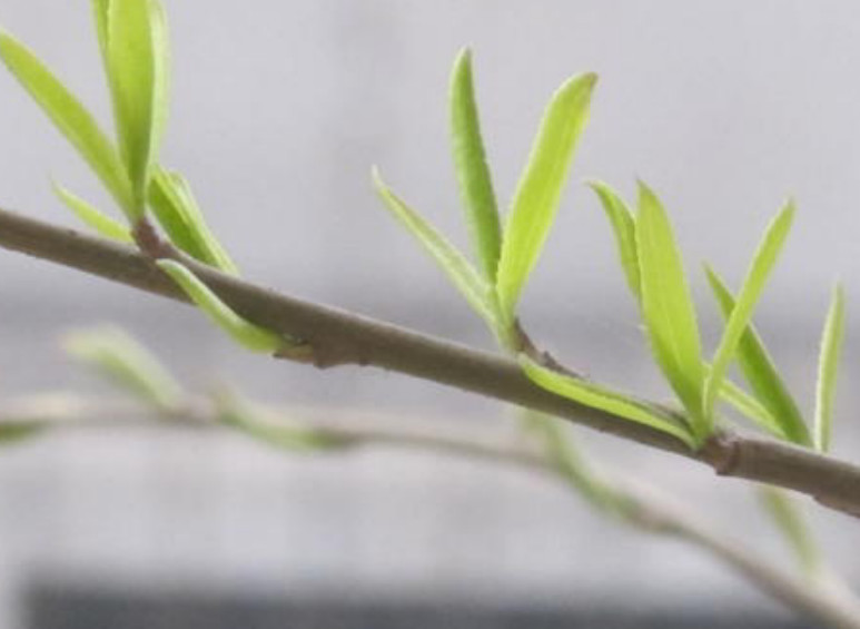 初春时节的嫩柳芽,凉拌着吃清新爽口鲜嫩美味,农村人年年都会摘