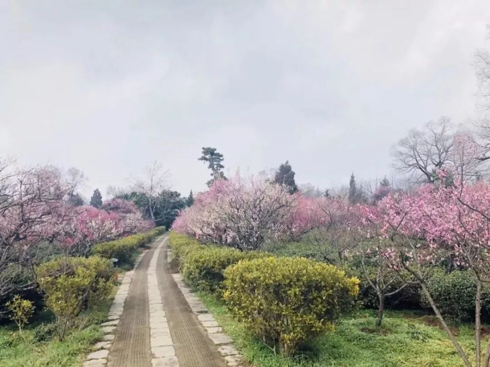 赏花正当时 莫负好春光——踏青去哪里,你说了算