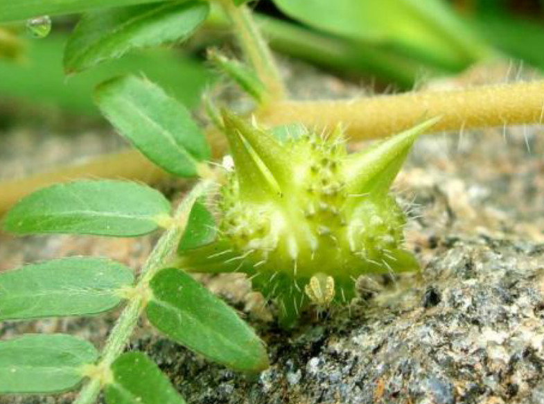 这种野草结果实浑身带刺,比苍耳还扎手,植株有一定的