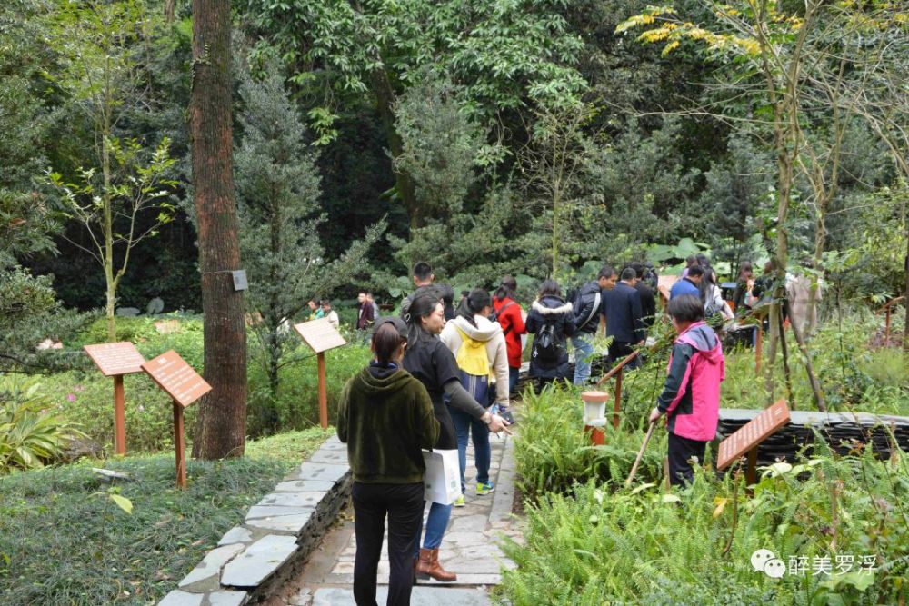 【文旅研学】"岭南中药圣山·港澳游学基地"-2019罗浮