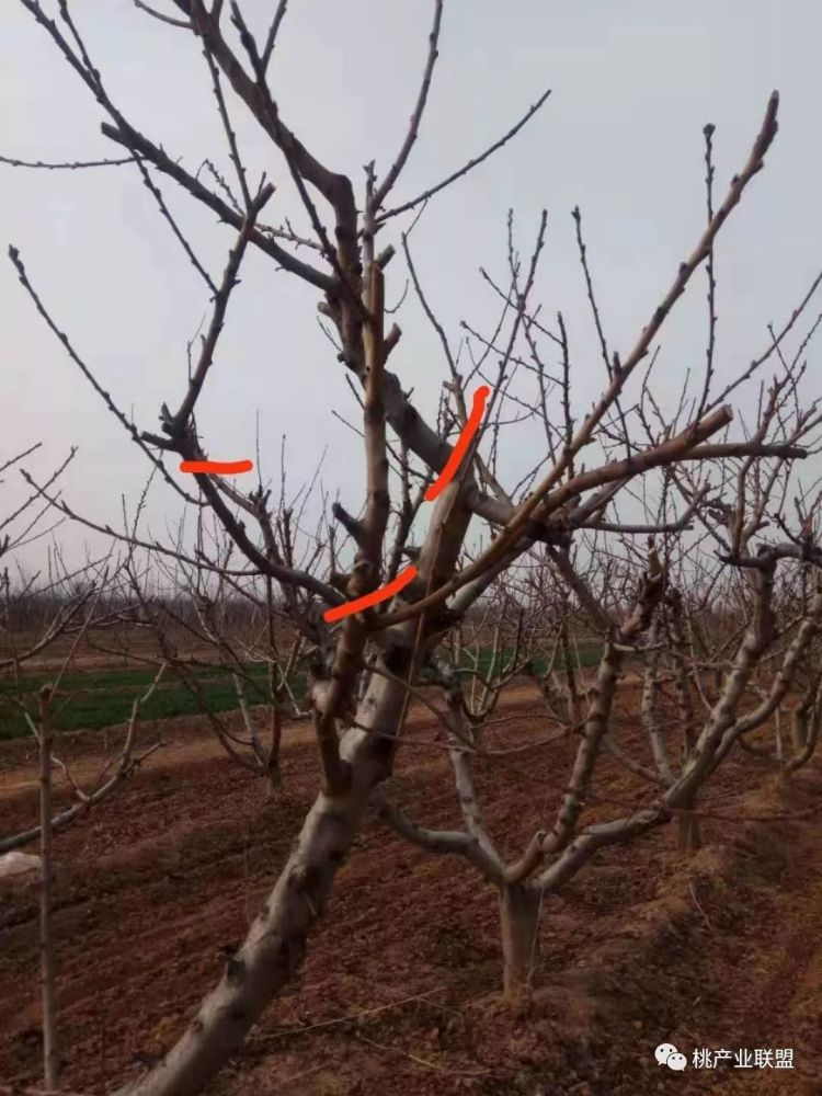 冬剪整枝时部分桃农,修剪技术人员对树势,花芽质量把握不到位,对树势