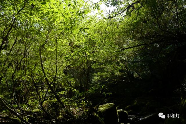 摄影师@晨栋 在这里,看遍世界原始的绿   雨水丰沛,群峰陡峭的奇幻